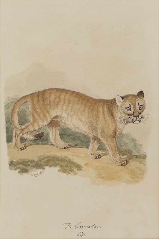 Cougar or panther